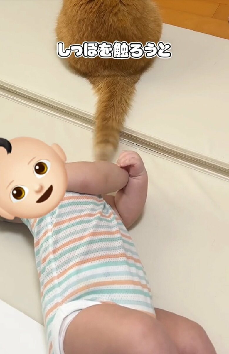 尻尾をおもちゃに？