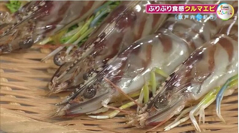 玉野市の胸上港で水揚げされたクルマエビ