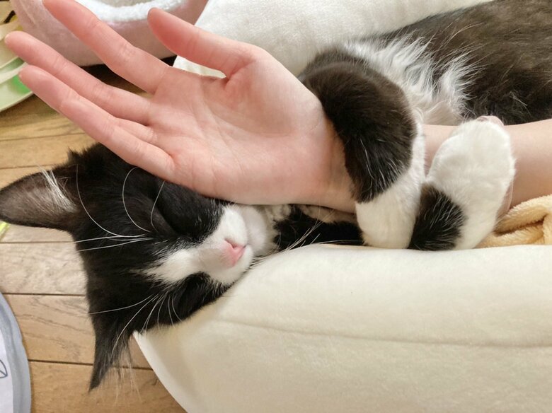 提供：もちぞう ですが。さん