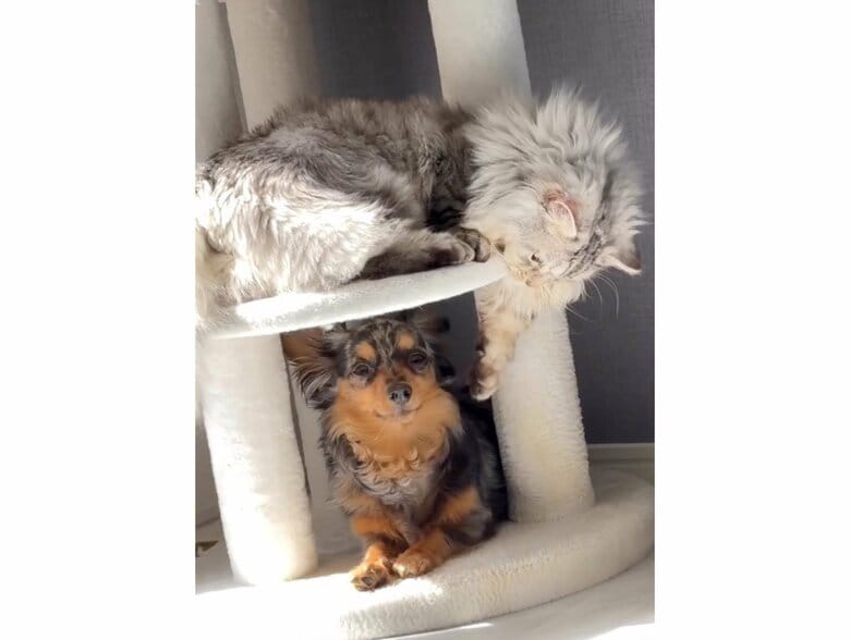 提供：チワックスの諭吉くん。さん