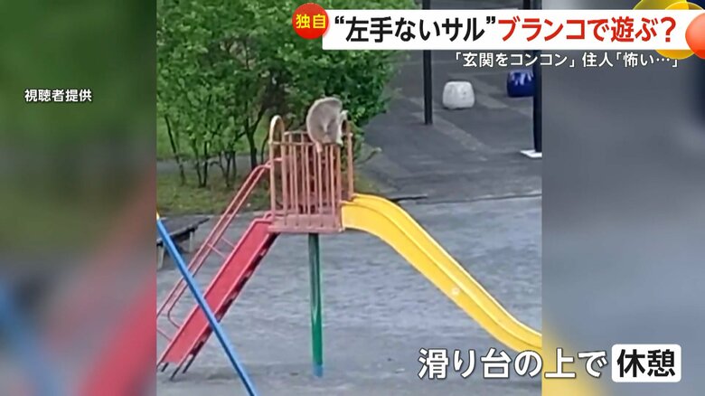 滑り台の上で休憩した左手のないサル