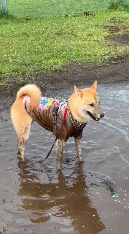 提供：柴犬まるやん日記さん