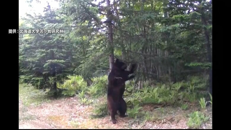 北海道・苫小牧市の北海道大学の研究林に現れたヒグマ