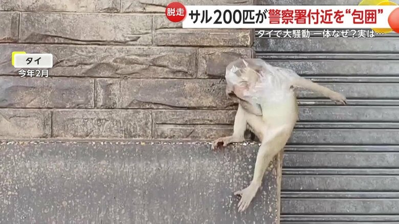 手にした透明の袋を頭に被る猿