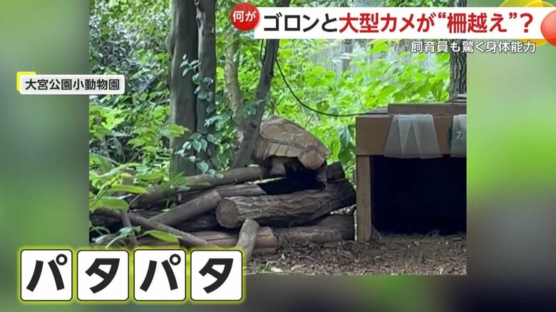柵を登っているケヅメリクガメの「カメキチ」（映像提供：大宮公園小動物園）