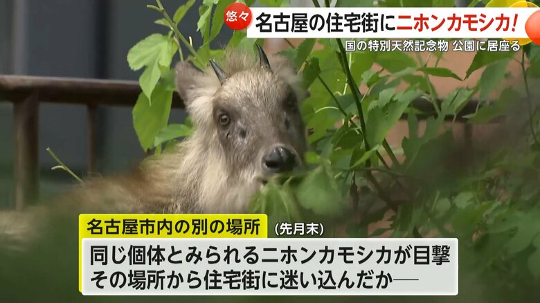 名古屋市内の別の場所でも目撃されていた同じ個体とみられるニホンカモシカ