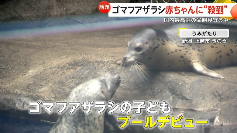 プールデビューを果たしたゴマフアザラシの子ども