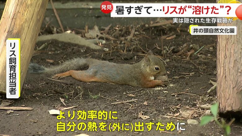 「より効率的に自分の熱を外に出すため」と説明している飼育担当者