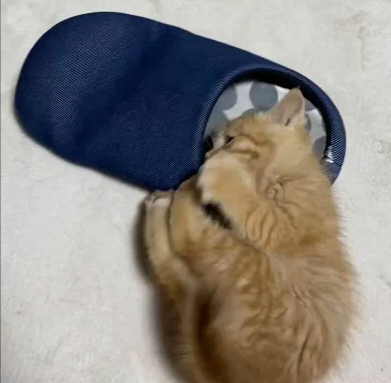 覗いてみたり…