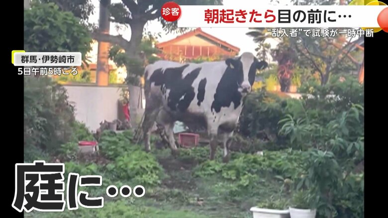 庭で撮影者を見つめてくる「ウシ」