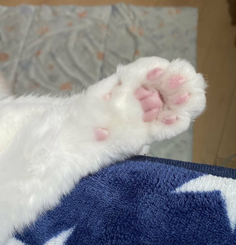 ルカくんの肉球