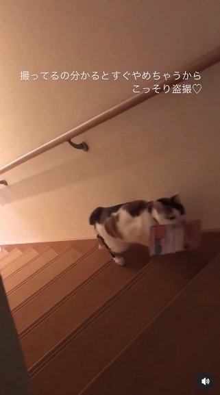 提供：kiyokoさん