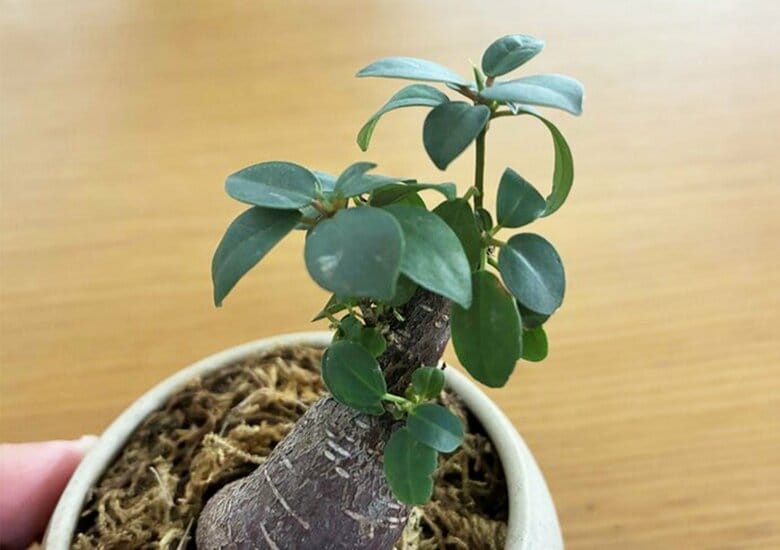 葉が多いのは元気な証拠（特集班撮影）