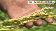日本一早い！新米「超早場米」収穫始まる　石垣島で稲刈り