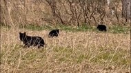 ヒグマを“鼻パンチ”で撃退　78歳男性が語る恐怖の一部始終「もう二度と会いたくない」　各地で出没相次ぐ