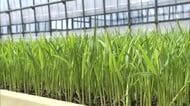 田植えに向け“苗づくり”進むも…稲の苗にも値上げの波 コメ価格は先行き見通せず「コスト削減に努め生産者の手取り確保を」