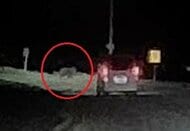 【ヒグマ動画速報】「クマじゃない！？クマだ！」夜の国道を突然横切る2頭のクマ…車と衝突することなく現場から走り去る＜北海道稚内市＞