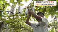 今が旬！秋の味覚ブドウ狩りはいかが　横手市のぶどう園、家族連れなどでにぎわう　秋田