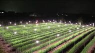 闇夜にきれいに光る畑　電球に照らされた「電照小菊」が鮮やかに　お盆に合わせて開花時期を調整　福島　