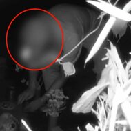 【独自】「捕まえてやる」バチ当たり“さい銭ドロボー”管理人が…