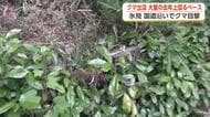 柵が壊れた跡も　体長100センチのクマ目撃、富山・氷見市の国道160号沿い　複数の痕跡見つかる