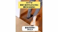 パパが会社に行くのを阻止？ガウガウうなる豆柴の“激オコ”姿がすごい…毎朝の光景なのか飼い主に聞いた