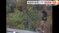 秋田市八橋の住宅敷地に居座りのクマ　麻酔銃による緊急銃猟で捕獲・駆除　まさかの事態に住人が驚きと恐怖