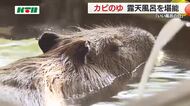 「いい風呂の日」に動物園で極楽気分!カピバラ専用の露天風呂がオープン 至福の表情に来場者もほっこり