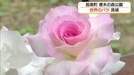 初夏を彩るバラの競演…香木の森公園で23品種が満開　“フランス国歌”の名を持つ真紅のバラも（島根）
