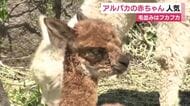 アルパカの赤ちゃんが人気　“フカフカ”な毛並み