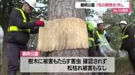きょうは啓蟄（けいちつ）　鶴岡公園で「松の胴巻き外し」春を迎える準備進む　山形・鶴岡市
