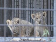 じゃれ合うなど愛らしい姿…8月に生まれたライオンの赤ちゃん3頭を公開「のんほいパーク」では4年ぶりの誕生