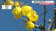甘い香りとともに一足早い春の訪れ 東光寺の蝋梅(ろうばい)見ごろ(島根・江津市)