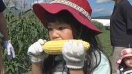 「メロンより甘い」糖度は平均20度　八ヶ岳山麓「生とうもろこし」幼なじみ2人が営む農園　収穫体験も人気【長野発】
