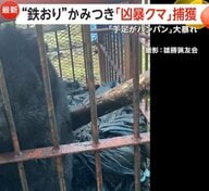 「今年のクマかなり危険」“凶暴クマ”鉄檻かみつき大暴れ…旅館に“居座り”も　死亡者数過去最多13人　「クマよけ鈴」生産追いつかず