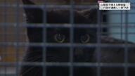 1匹の猫が出産、3年後は2000匹に！？「移動型手術車」による山間部のTNR活動　どうぶつ基金と行政が連携