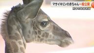熊本市動植物園にマサイキリンの赤ちゃんが誕生し初公開　絶滅危惧種で日本に10頭のうち親子3頭が熊本　名前を決める投票イベントも
