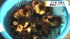 ウニ漁 口開け 価格はやや下落【岩手・宮古市】