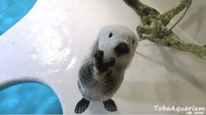 「ラッコって立てるんだ」激しくウォーキングをする動画が話題…鳥羽水族館に聞いた