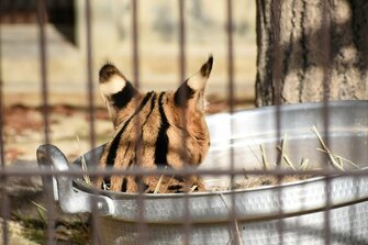 ねこ鍋ならぬ サーバル鍋 に癒される ネコ科はやっぱり狭い場所が好き 飼育員に聞いた