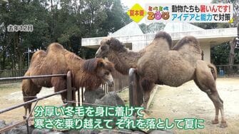 ラクダが 衣替え ホワイトタイガーは氷にびっくり 動物たちの暑さ対策に飼育員も奮闘 愛媛発