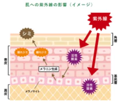曇りの日でも、日傘を差していても、うっかり紫外線に要注意!?知らないうちに隠れジミができているかも…夏に必見!油断禁物、UVスポットランキング!