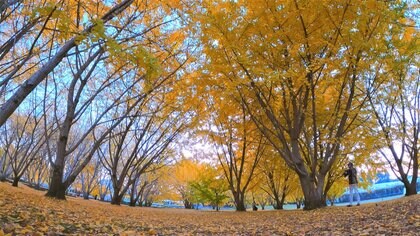 黄金に色づく「イチョウの森」誕生秘話　畑に植えた苗が絶景スポットに…亡き父母への思い【福岡発】