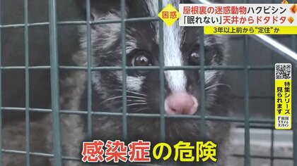 天井から足音、シミにフンも　迷惑動物「ハクビシン」は子どもでも凶暴　わなを警戒し餌をくわえ…“不法侵入”で確保