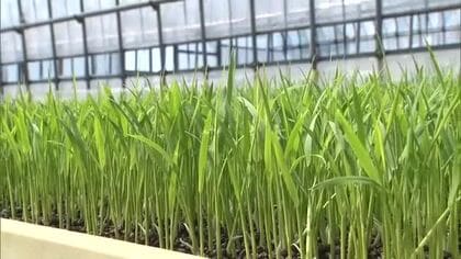 田植えに向け“苗づくり”進むも…稲の苗にも値上げの波 コメ価格は先行き見通せず「コスト削減に努め生産者の手取り確保を」