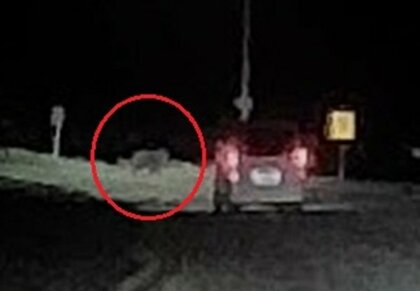 【ヒグマ動画速報】「クマじゃない！？クマだ！」夜の国道を突然横切る2頭のクマ…車と衝突することなく現場から走り去る＜北海道稚内市＞