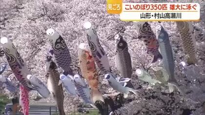 サクラとこいのぼりのコラボレーション　全国から寄贈された350匹のこいのぼり悠々と　山形・村山高瀬川