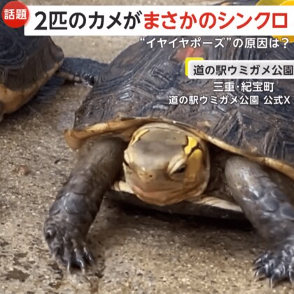 「スイカがまずい！」2匹のカメが“いやいやポーズ”でまさかのシンクロ…息ぴったりに拒否　三重・紀宝町｢道の駅ウミガメ公園」