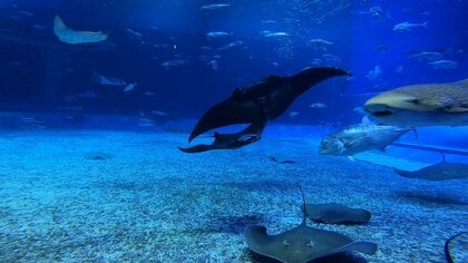 【沖縄美ら海水族館】世界初!水族館生まれのブラックマンタ!!(2024年12月10日より親仔展示開始)