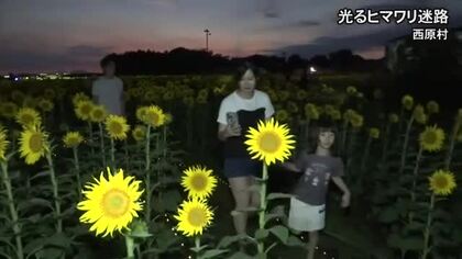 １０万本のヒマワリをライトアップ　西原村で「光るヒマワリ迷路」【熊本】